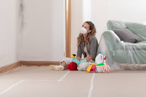 Trusted Attic Mold Removal service in Allentown, PA - Cheap Mold Removal