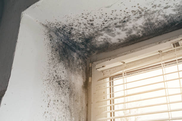 Trusted Mold Testing service in Allentown, PA - Cheap Mold Removal