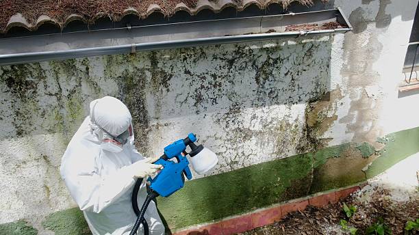 Top rated local Basement Mold Removal specialists in Allentown, PA